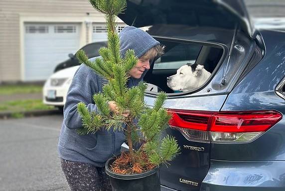 Yard Tree Giveaway 2025