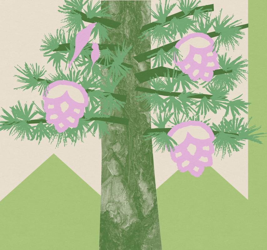 Yard Tree Giveaway 2025